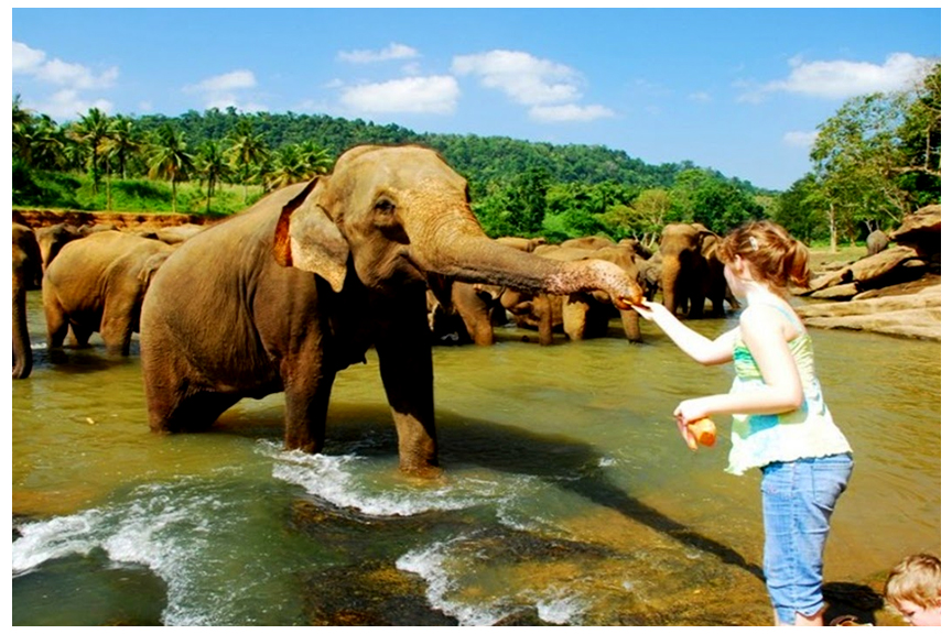 pinnawala, kandy tour sri lanaka