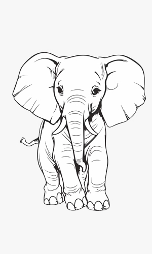 call us to book your vilpaththu tour