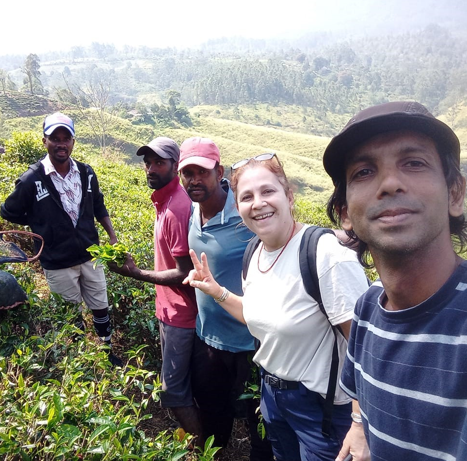 tea plantation